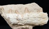 Mosasaur (Eremiasaurus) Jaw Section - No Restoration #13630-3